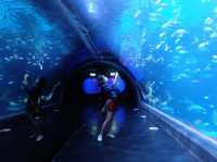 เที่ยวเล่นดูโชว์ปลาที่ Aquaria KLCC 