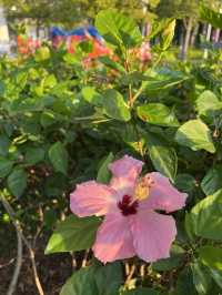 🌸荃灣公園賞花輕鬆遊🤗🌴🌳
