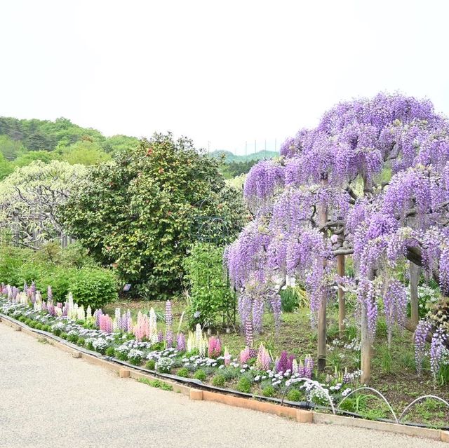 いつかのあしかがフラワーパーク