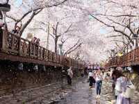 羅曼史之橋釜山余佐川🌸🌸