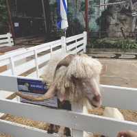 พาไปชิค สวนสัตว์พาต้า🐑