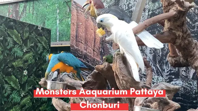 Monsters aquarium pattaya
