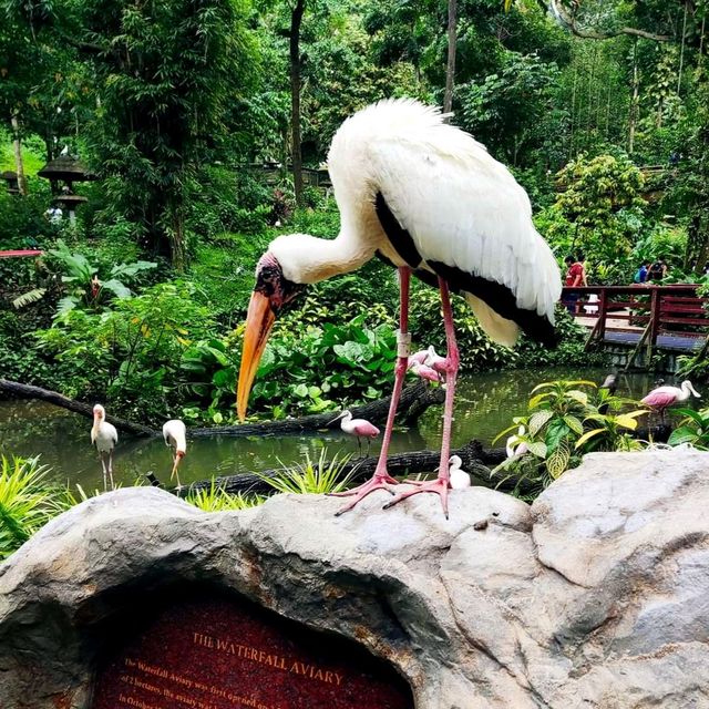 Jurong Bird Park