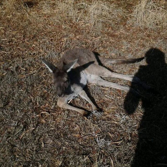 Spot Kangaroos in the Pokémon island