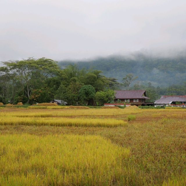 Rantepao - At the heart of Toraja rituals