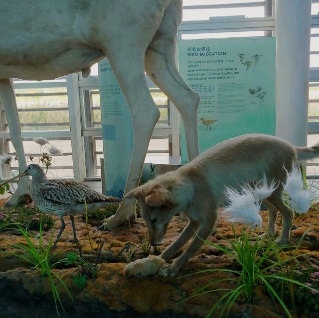 👣We we 娃嘩@Wetland 濕地公園遊🐊