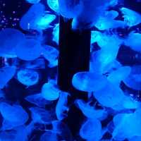 🌙✨夜もやってる水族館🐠
