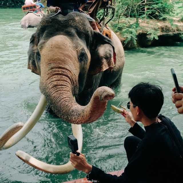 มองช้างคาเฟ่ สไตล์ซาฟารีคาเฟ่ อยู่พัทยานี่เอง