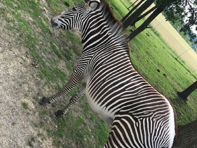 adventure cove columbus zoo adventure cove columbus zoo