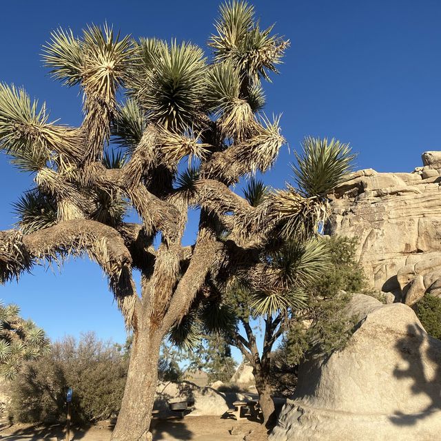 Best burger in the middle of the desert! 🌵🏜