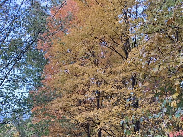 Columbus - Fall Colors 