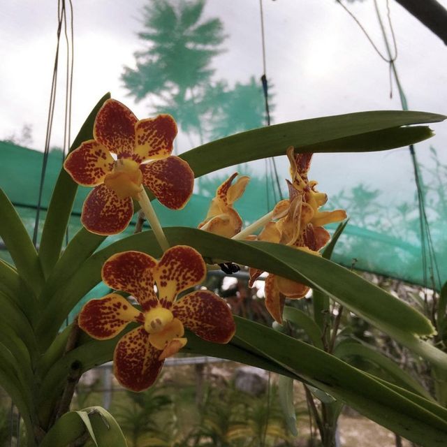 Orchid Garden - Kuching, Malaysia 