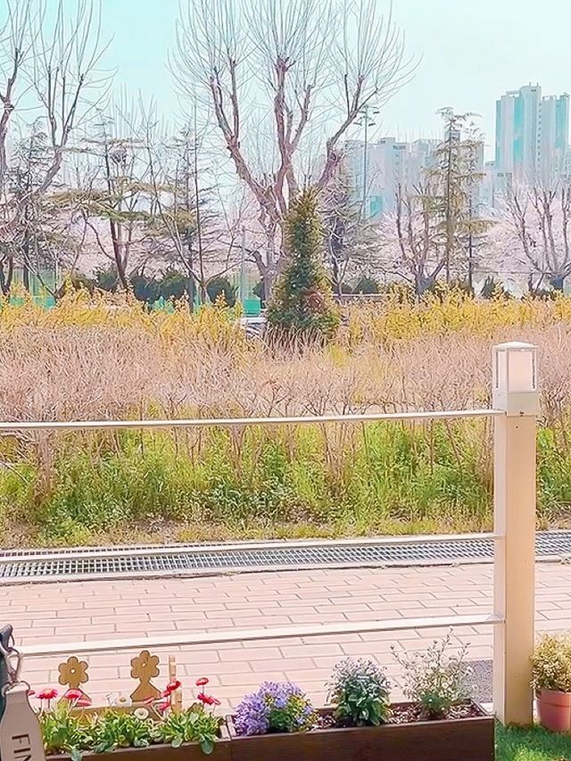 예쁜 꽃차 먹으며 예쁜 벚꽃 뷰 감상하기 카페 꽃차당