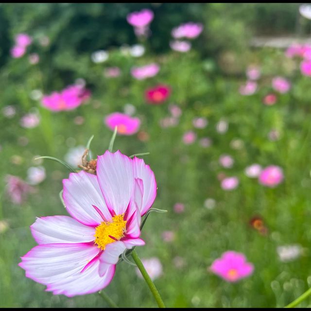 Flower spotting in Moganshan