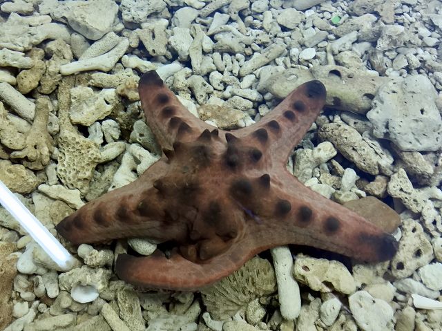 Green Connection Aquarium - Borneo, Malaysia