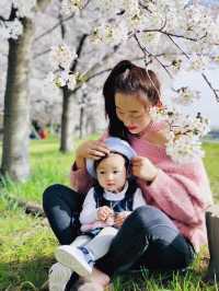 Cherry blossom season is coming again, I really want to go and see the Tamagawa River of the past.