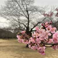 Tokyo | In the cold winter, the early cherry blossoms have quietly bloomed~