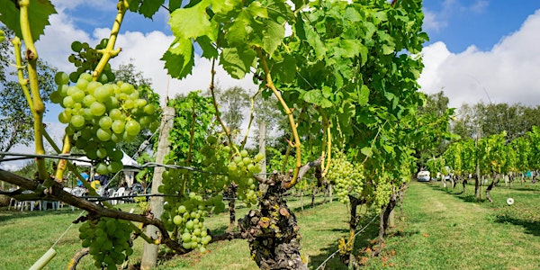 Sue Ryder Business Networking Bedford | Warden Abbey Vineyard