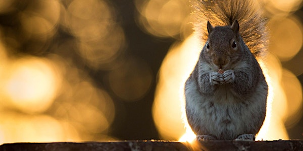 Wild Skills: Wildlife Photography in Christchurch Park (E9P 2806) | Reg Driver Centre Christchurch park