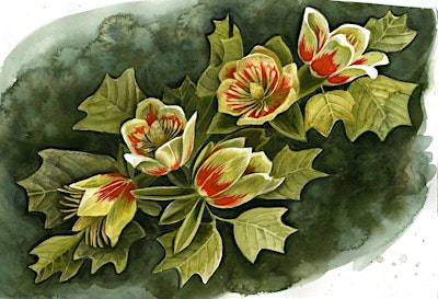 Watercolor for Beginners: Spring Petals | 20 Frederick Law Olmsted Way