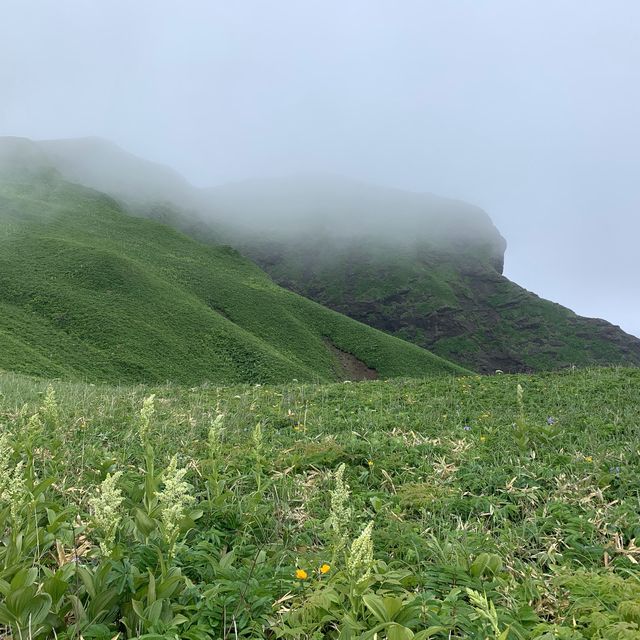 北海道　花の島　礼文島