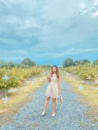 Lemon Me Farm 🍋
