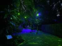 Rainforest Lumina 2021