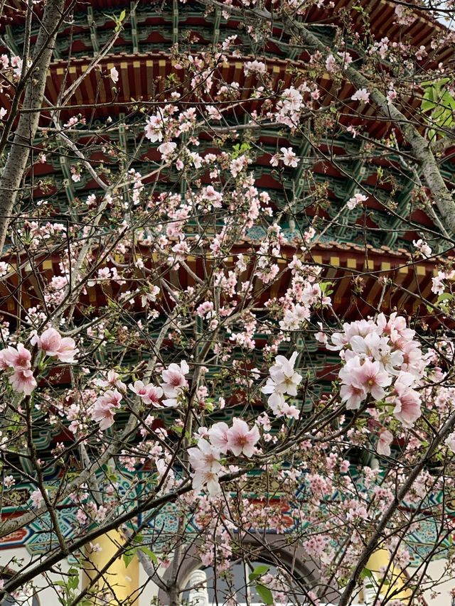 櫻花🌸盛開時｜台北天元宮