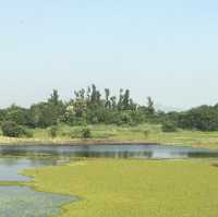 香港濕地公園