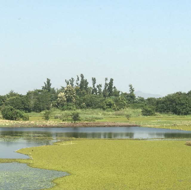 香港濕地公園