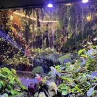 Walking on Clouds at Cloud Forest