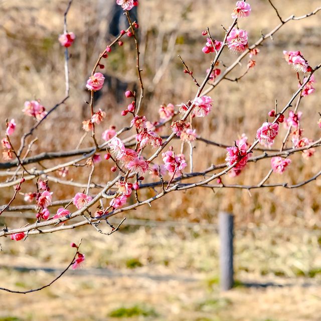 根岸森林公園の梅林を歩いて