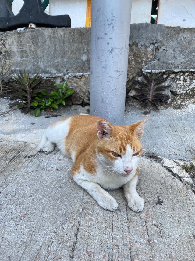 快閃坪洲遊💕💕