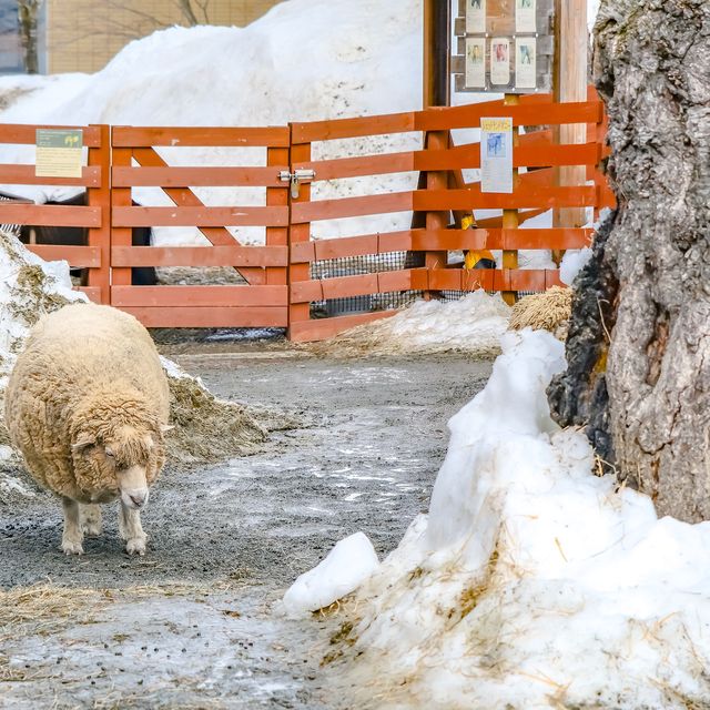 冬の円山動物園・こども動物園