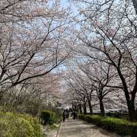 【東京】満開の桜と川が美しい都会にある自然