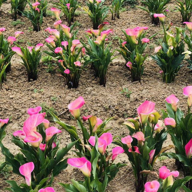 桃園彩色海芋季🌈芋見愛神💘真愛滿天下
