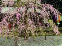 京都　SAKURA 桜めぐり❗️聖徳太子が創建した六角堂の桜に感動❗️