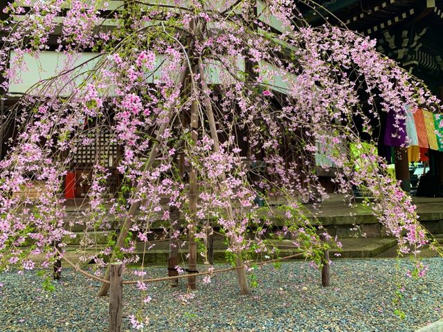 京都　SAKURA 桜めぐり❗️聖徳太子が創建した六角堂の桜に感動❗️