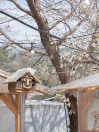 히노끼탕에 벚꽃 바베큐까지 가능한 가성비 감성숙소