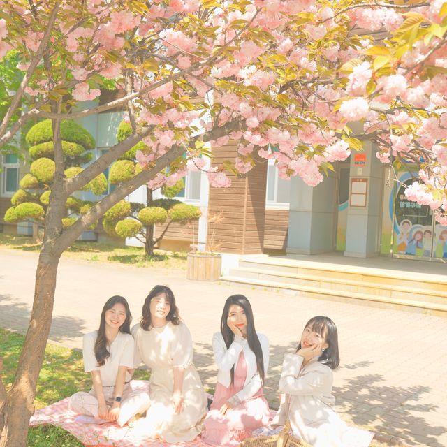 보라매공원 겹벚꽃 보러가세요🌸💓🌸