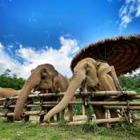 Absolutely amazing place and lovely elephant