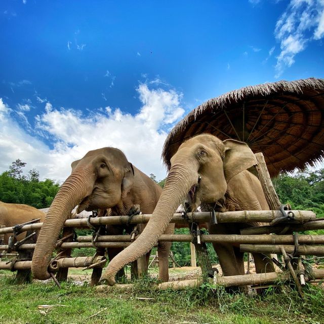 Absolutely amazing place and lovely elephant