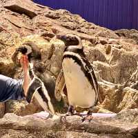 アイドルペンギンがたくさん！すみだ水族館