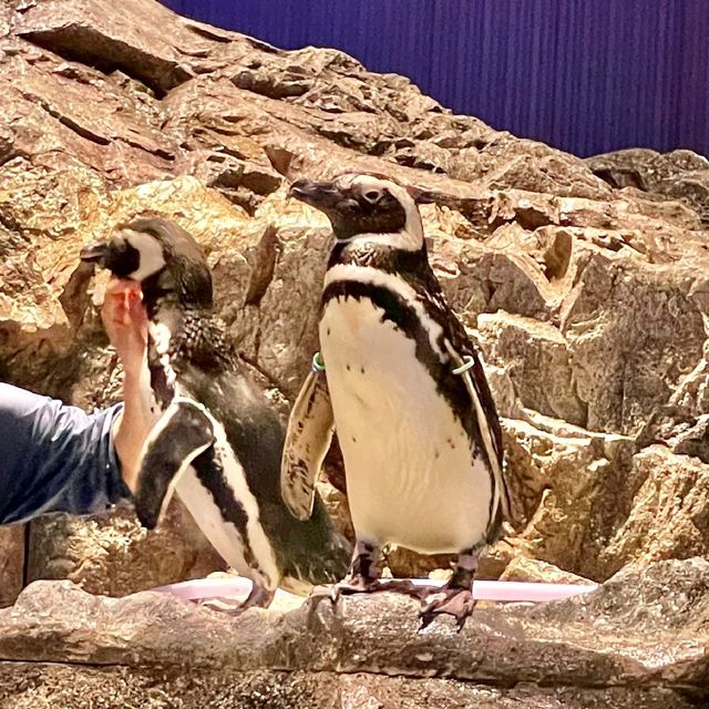 アイドルペンギンがたくさん！すみだ水族館