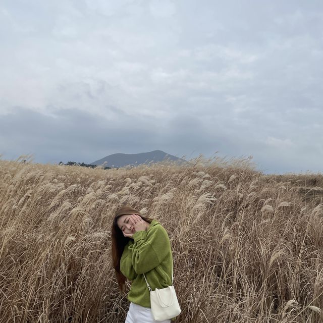 제주 억새군락지 