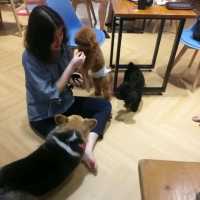 "香港探店香港美食Corgi& The Gang"