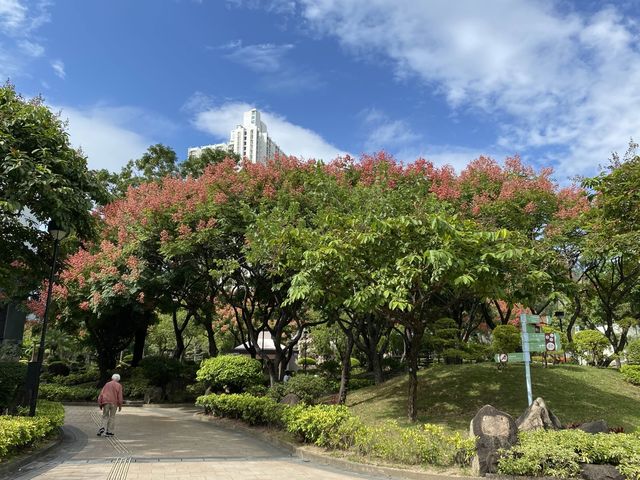 賞花攻略🌺九龍寨城公園花海