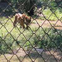 Indore zoo worth one day trip