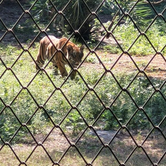 Indore zoo worth one day trip