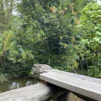 ร้านคาเฟ่ลับๆในป่า บรรยากาศธรรมชาติ